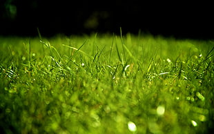 focus photo of green grass